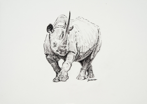 Rhino, 2019