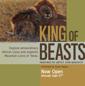 King of Beasts: A Study of the African Lion by John Banovich Opens at The Witte Museum